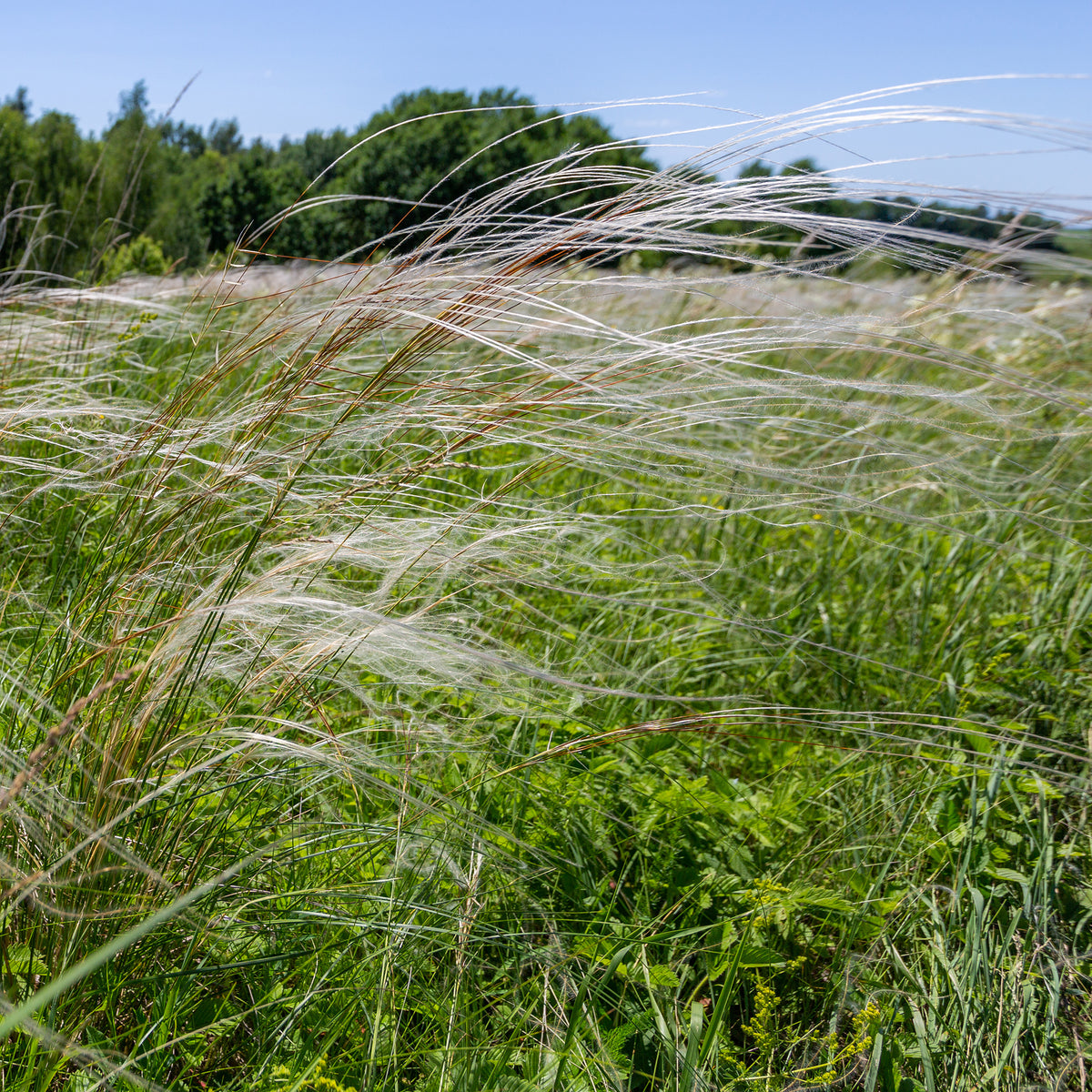 Stipe - Stipe admirable - Stipa pulcherrima