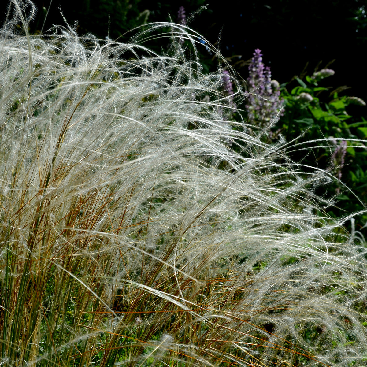Stipe admirable - Stipa pulcherrima - Bakker