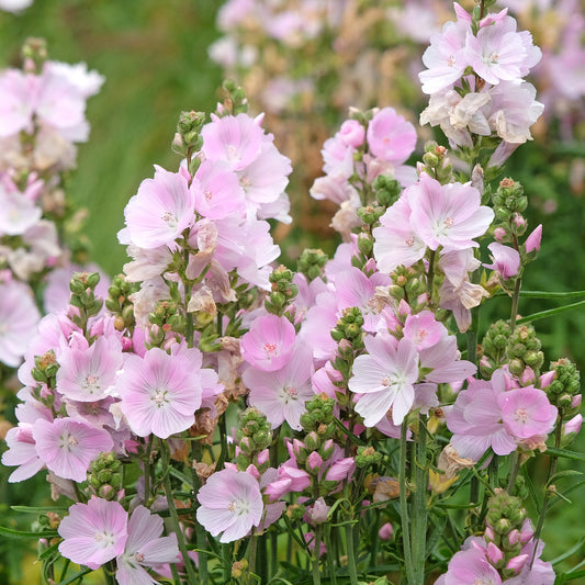 Sidalcée Little Princess - Bakker