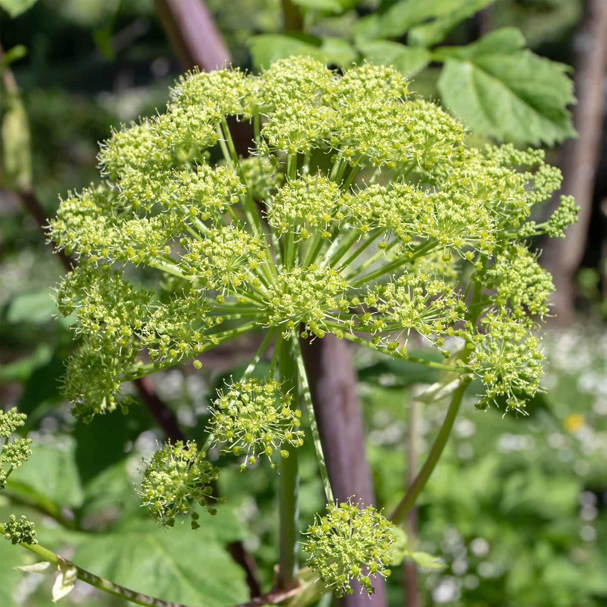 Angélique officinale - Bakker