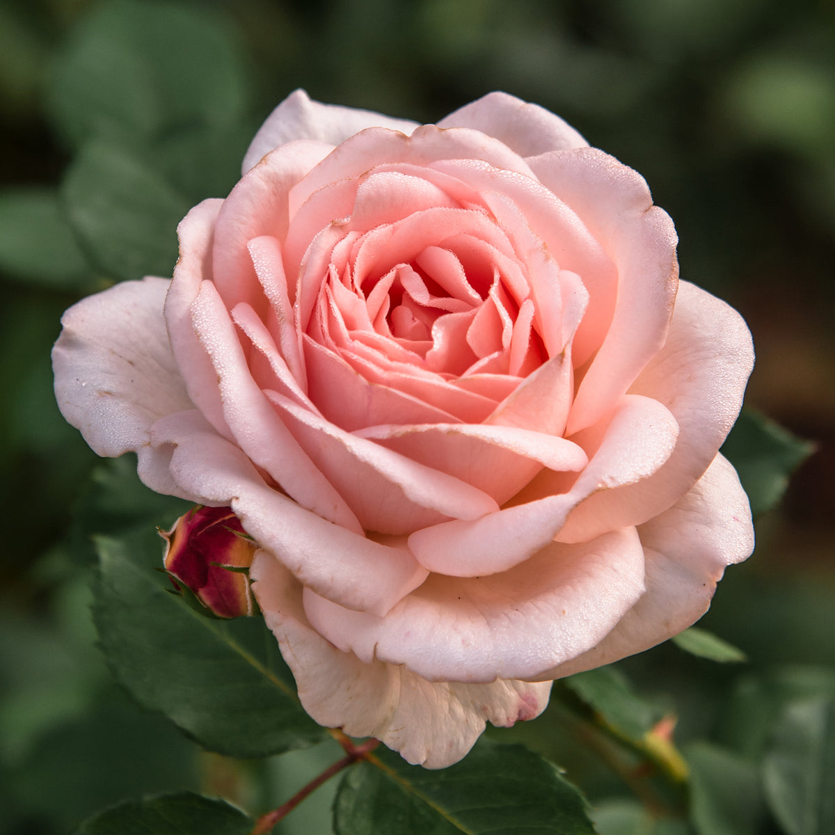 Rosiers à grandes fleurs - Rosier Clair™Renaissance ® - Rosa clair™renaissance ®