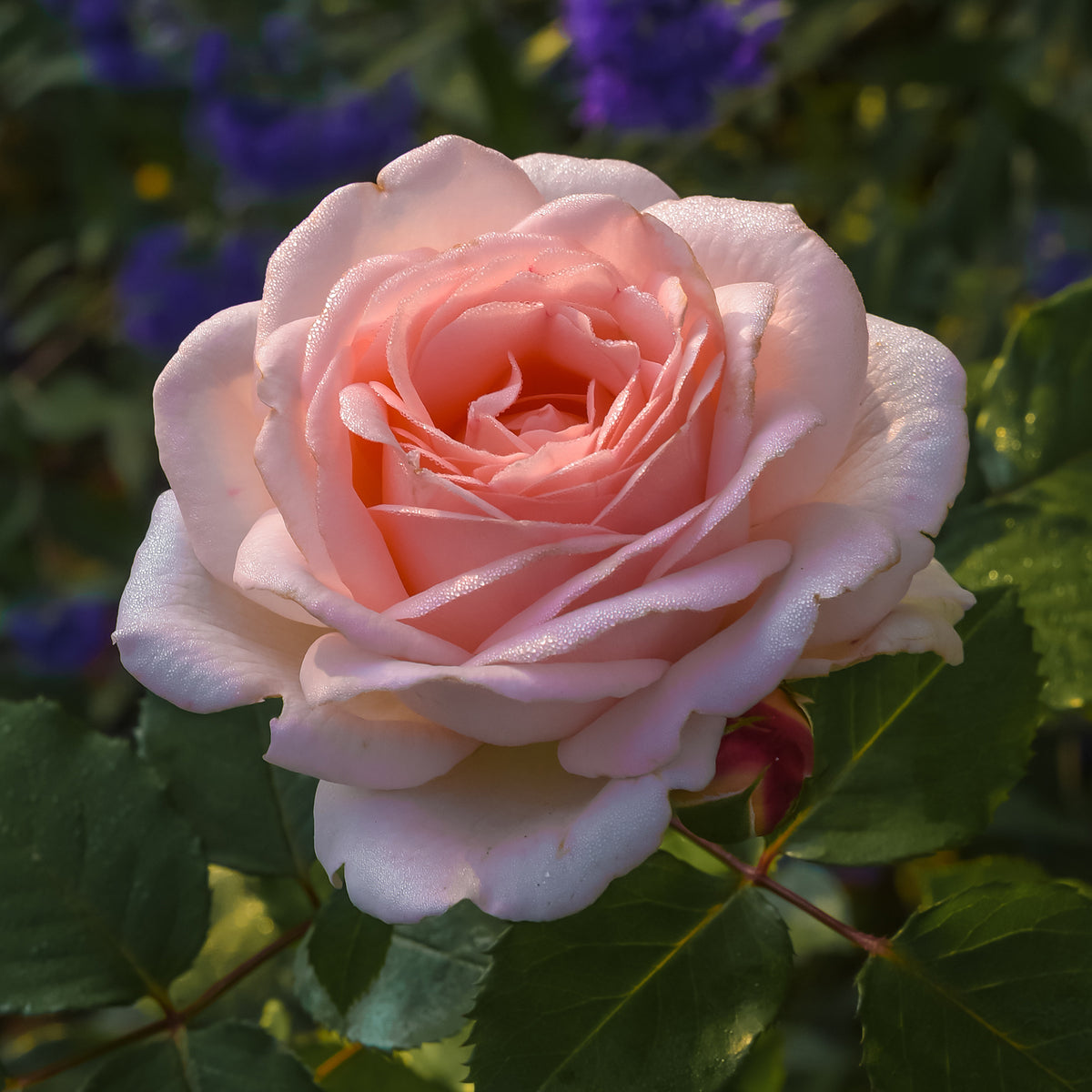 Rosier Clair™Renaissance ® - Bakker