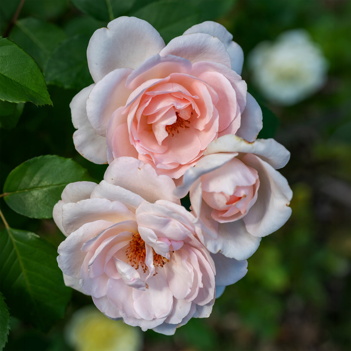 Rosier Clair™Renaissance ® - Rosa clair™renaissance ® - Bakker