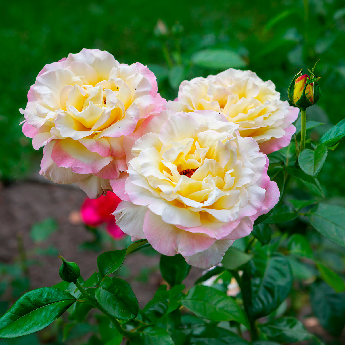 Rosier Mme A. Meilland - Rosa mme a. meilland - Bakker