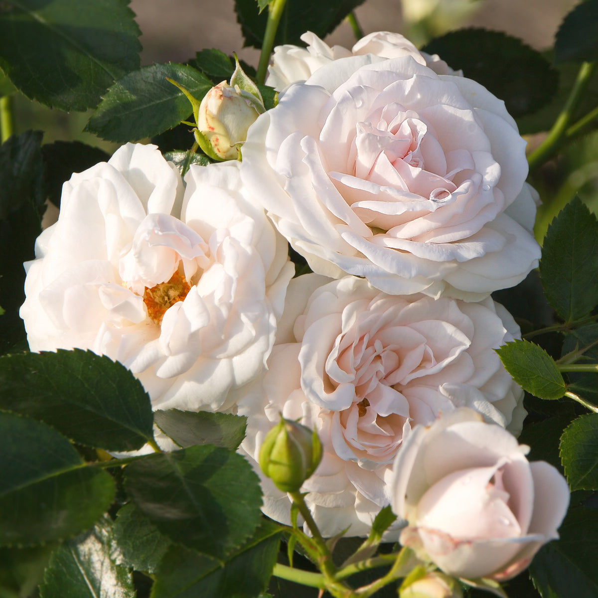 Rosier Aspirin Rose ® - Rosa Aspirin Rose ® - Bakker