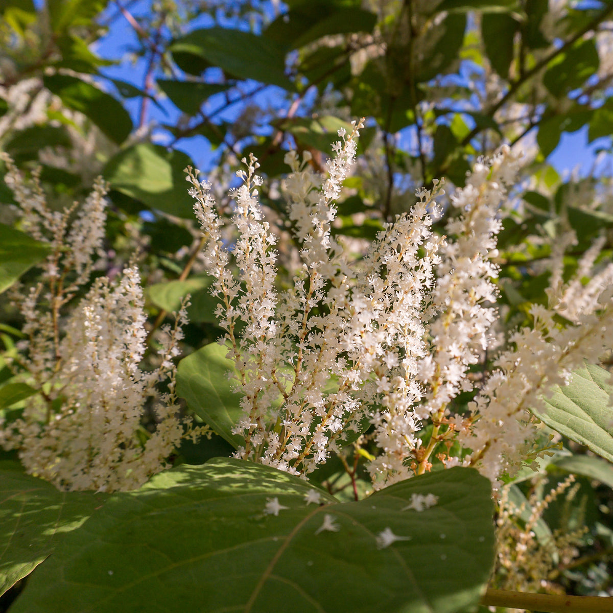 Itéa de Virginie Henrys Garnet - Itea virginica Henry's Garnet - Bakker