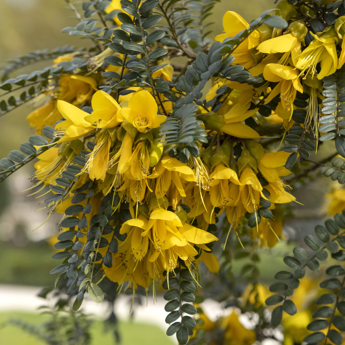 Sophora à petites feuilles 'Sun King' - Bakker