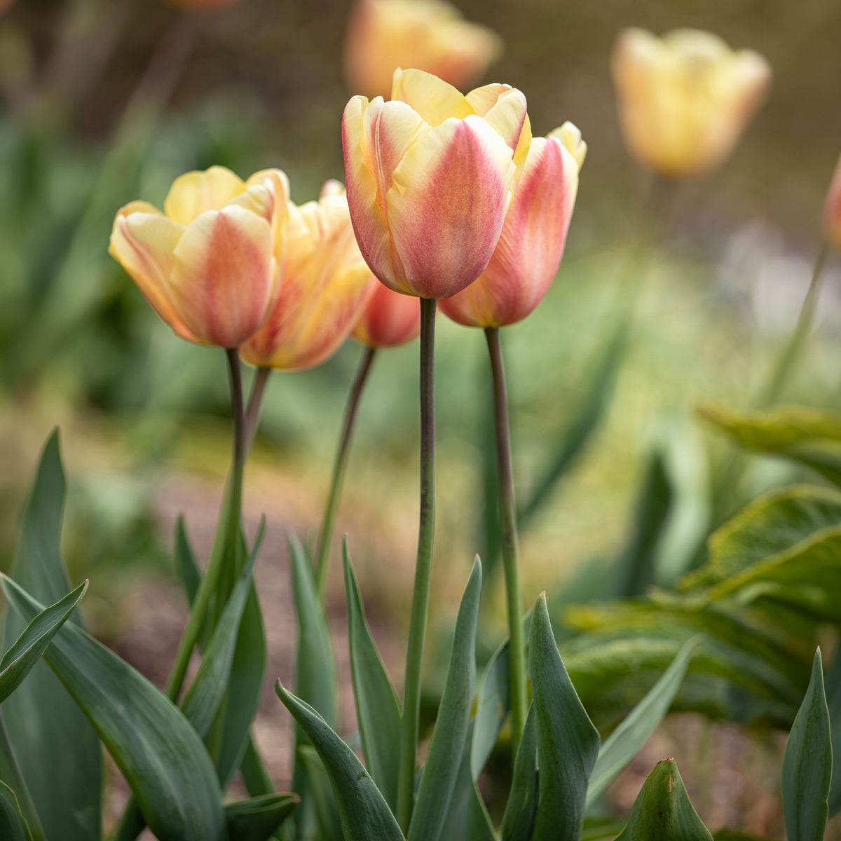 10 Tulipes Triomphe Apricot Foxx - Tulipa 'apricot foxx' - Bakker