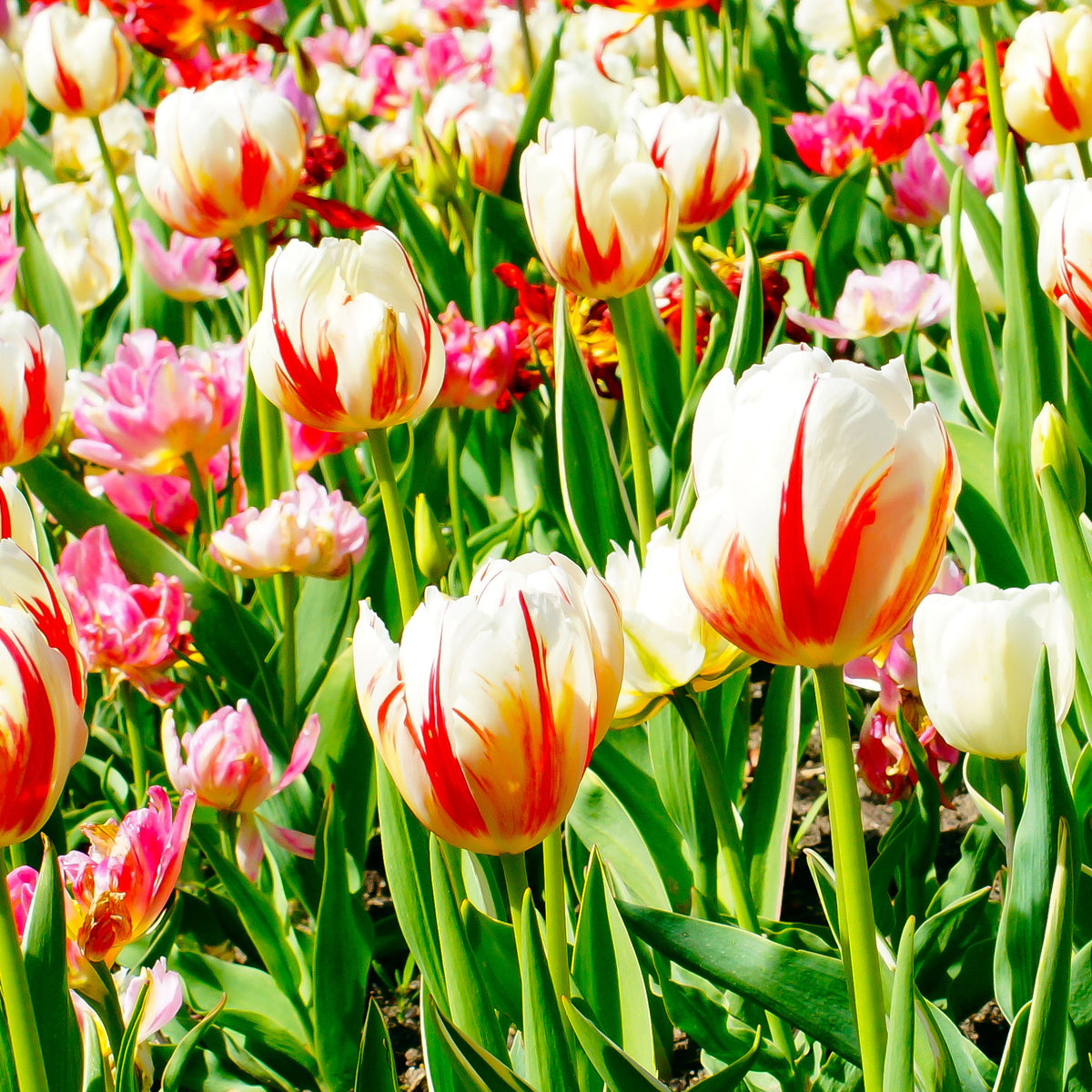 10 Tulipes Triomphe Carnaval de Rio - Tulipa 'carnaval de rio' - Bakker