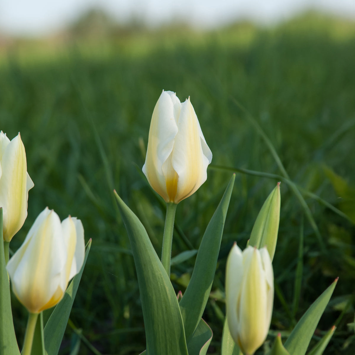 10 Tulipes Fosteriana Purissima - Tulipa purissima - Bakker