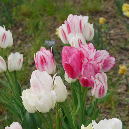 7 Tulipes Pluriflores Candy Club - Bakker