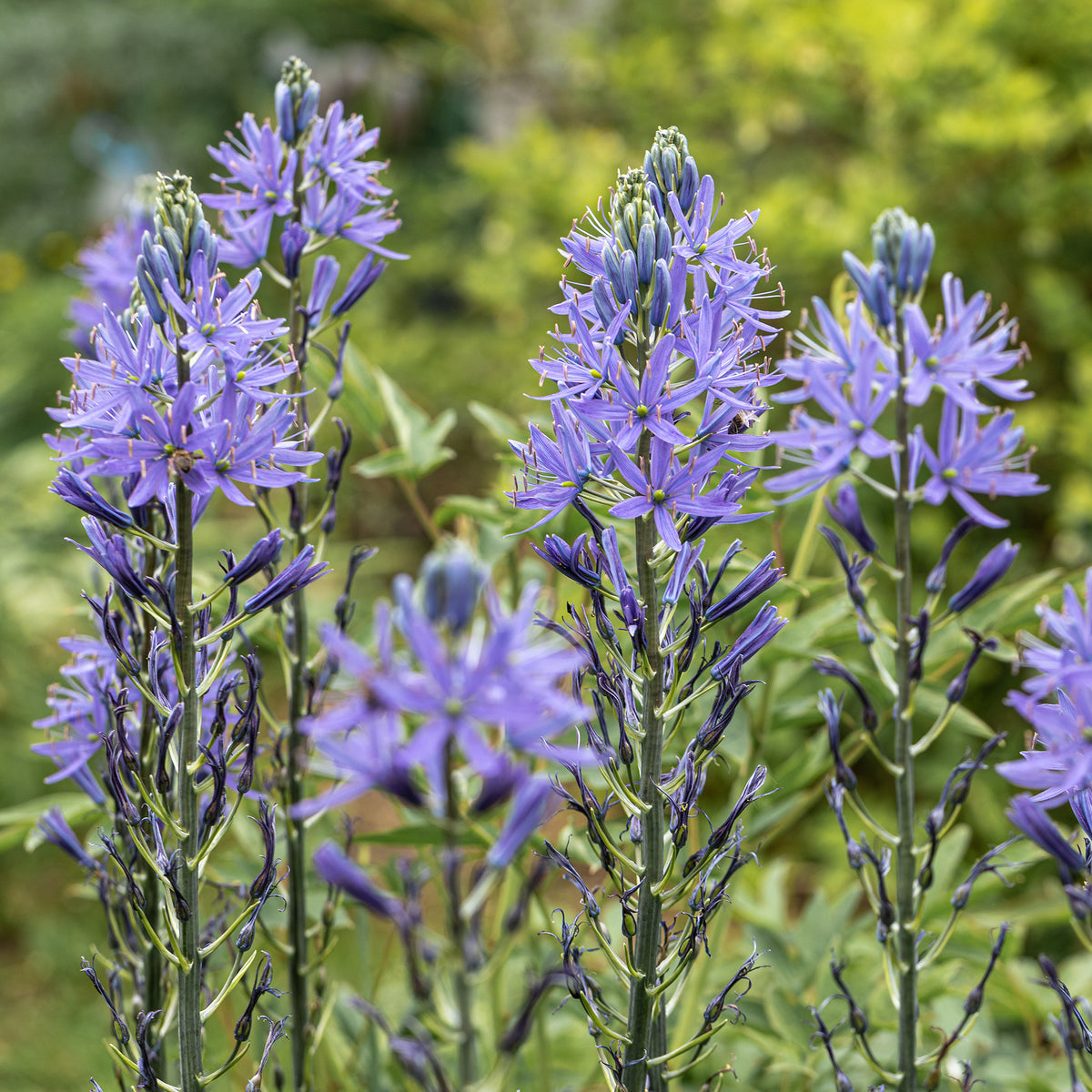 Camassia leichtlinii suksdorfii - 3 Camassies de Leichtlin à fleurs bleues - Bulbes de printemps