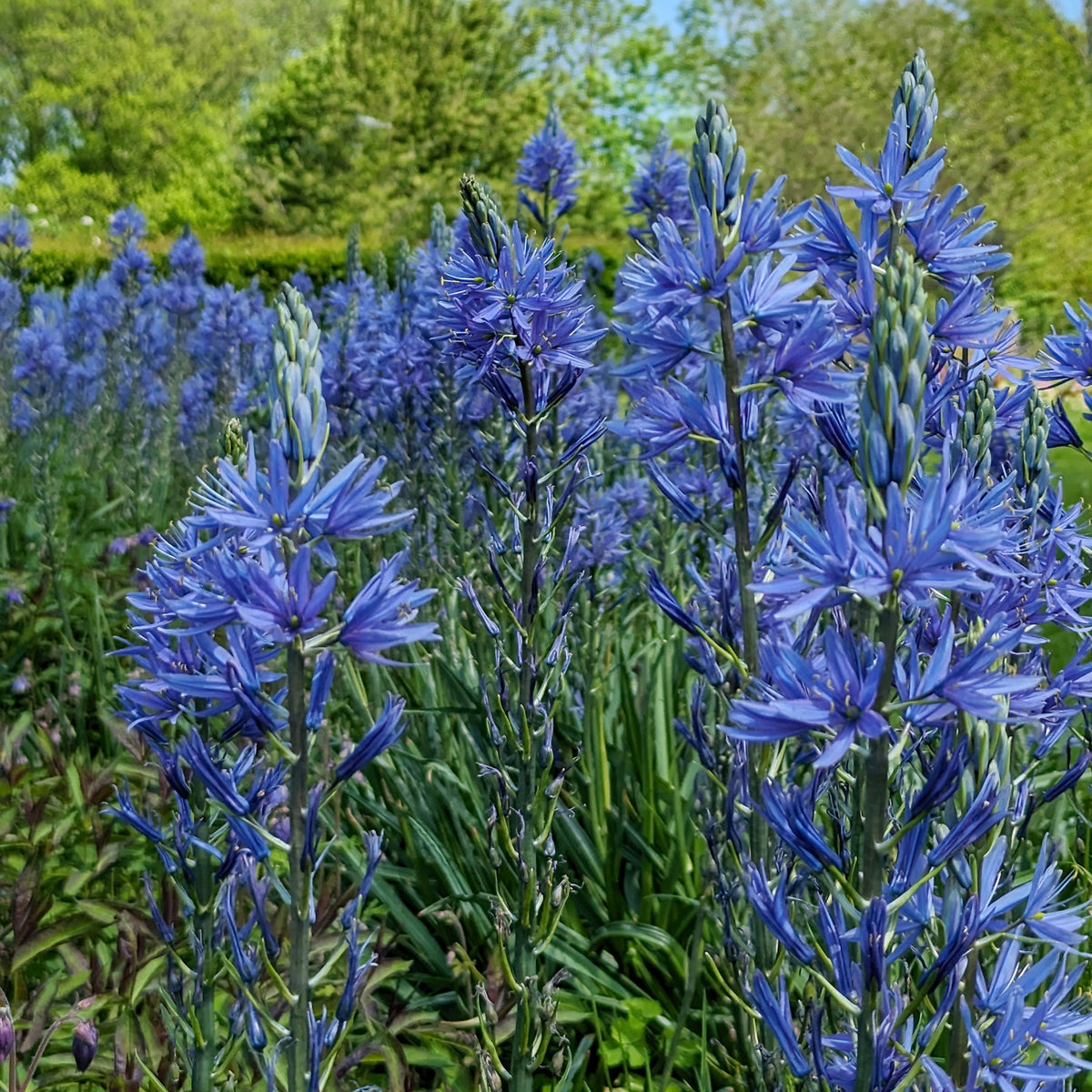 Vente 3 Camassies de Leichtlin à fleurs bleues - Camassia leichtlinii suksdorfii