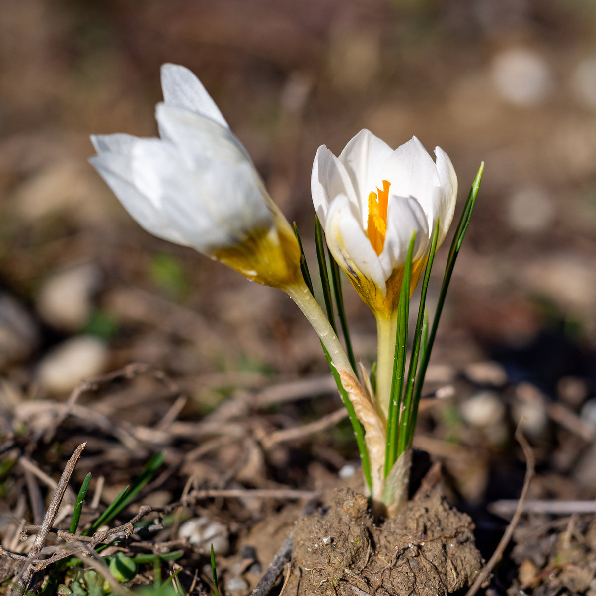 Bulbes de Crocus - 10 Crocus Ard Schenk - Crocus Ard Schenk