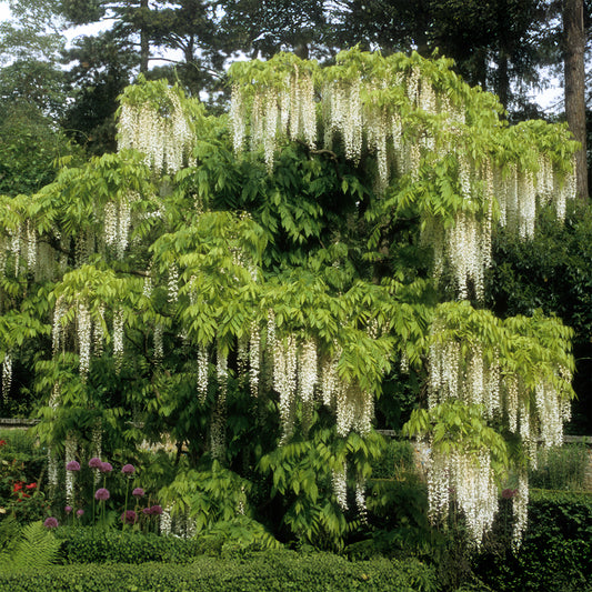 Glycine blanche sur tige - Bakker