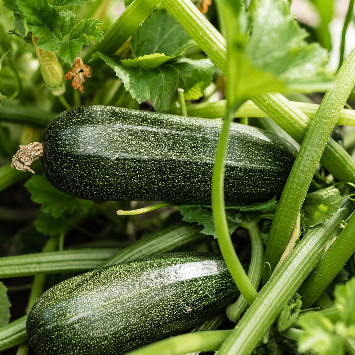 Courgette Storr's Green F1 - Bakker