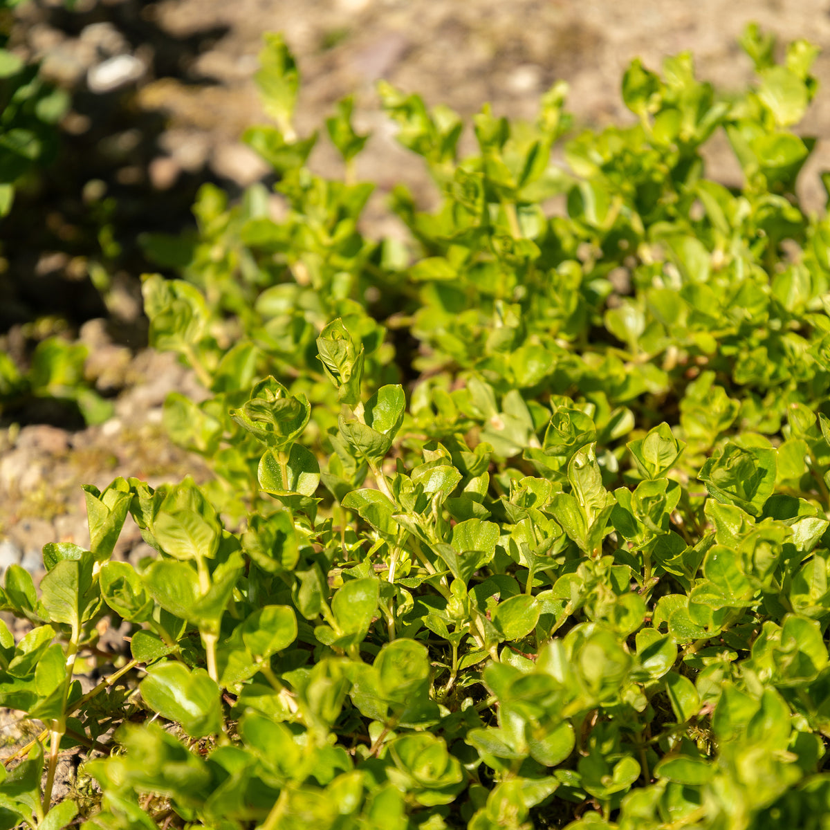 Toutes les plantes de bassin - Lysimaque nummulaire - Herbe aux écus - Lysimachia nummularia