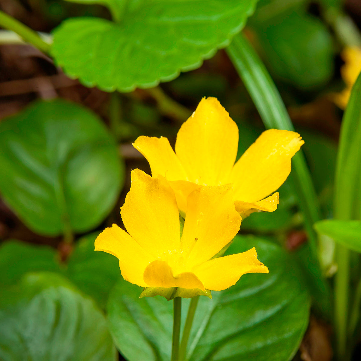 Lysimaque nummulaire - Herbe aux écus - Lysimachia nummularia - Bakker