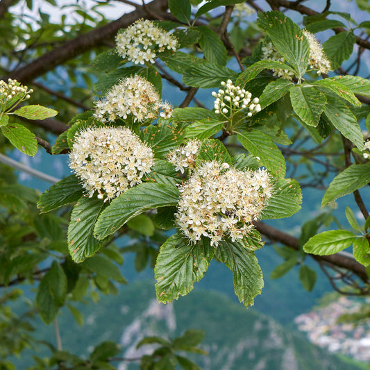 Viorne lantane - Bakker