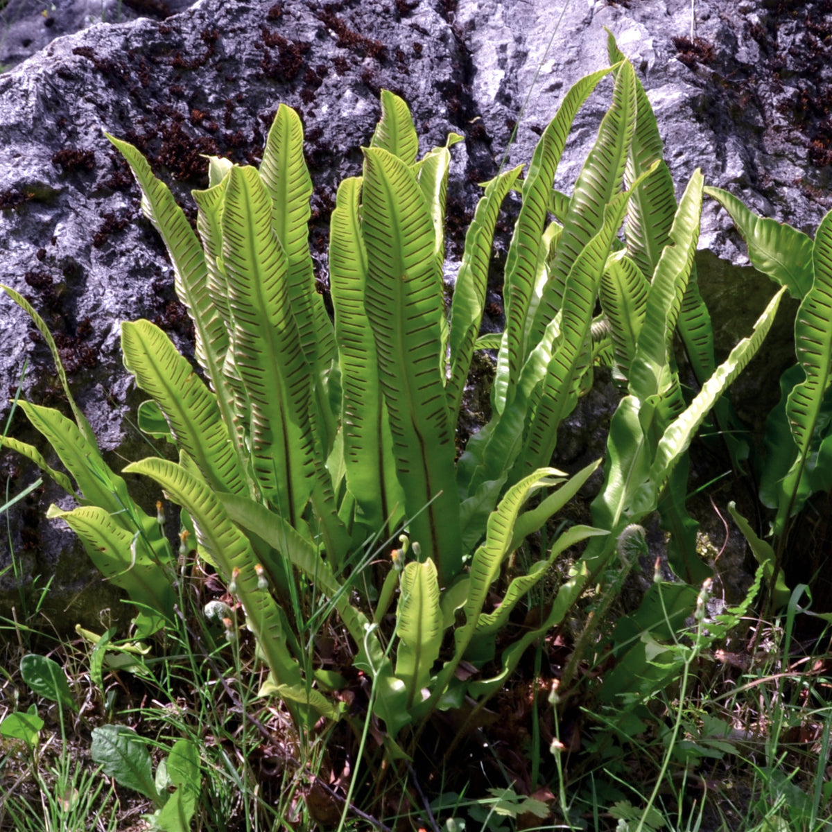 Asplenium scolopendrium - Fougère scolopendre - Plantes vivaces