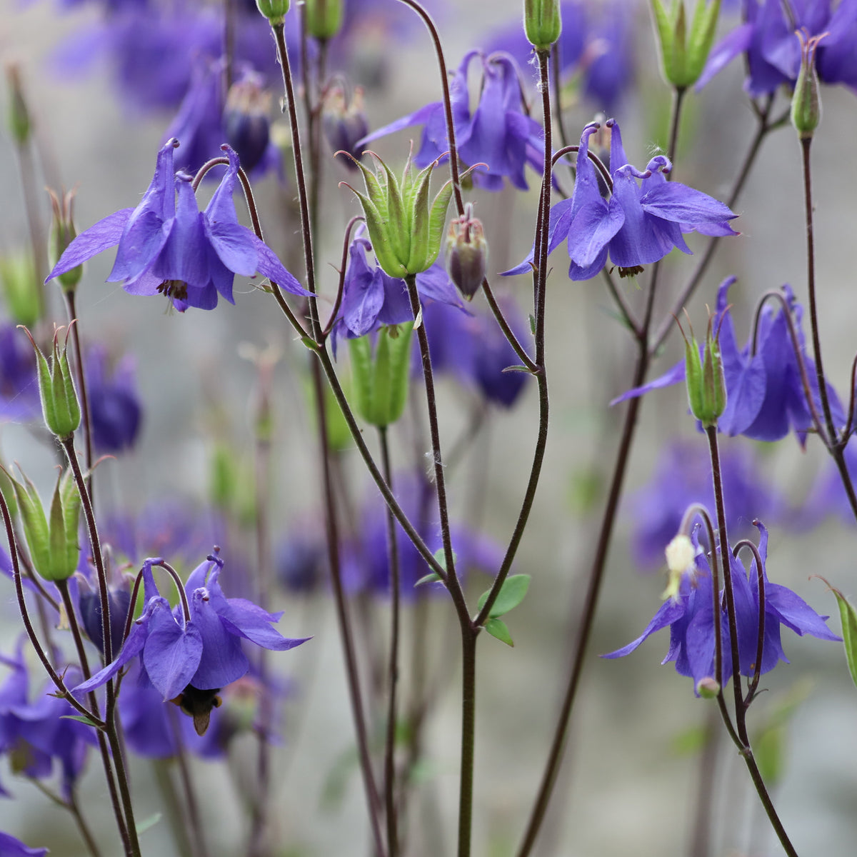 Ancolie des jardins - Bakker