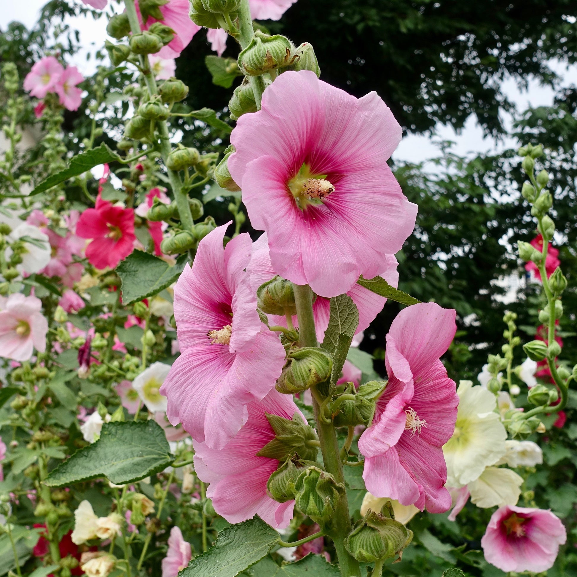 Alcea rosea - Rose trémière - Alcea - Rose trémière