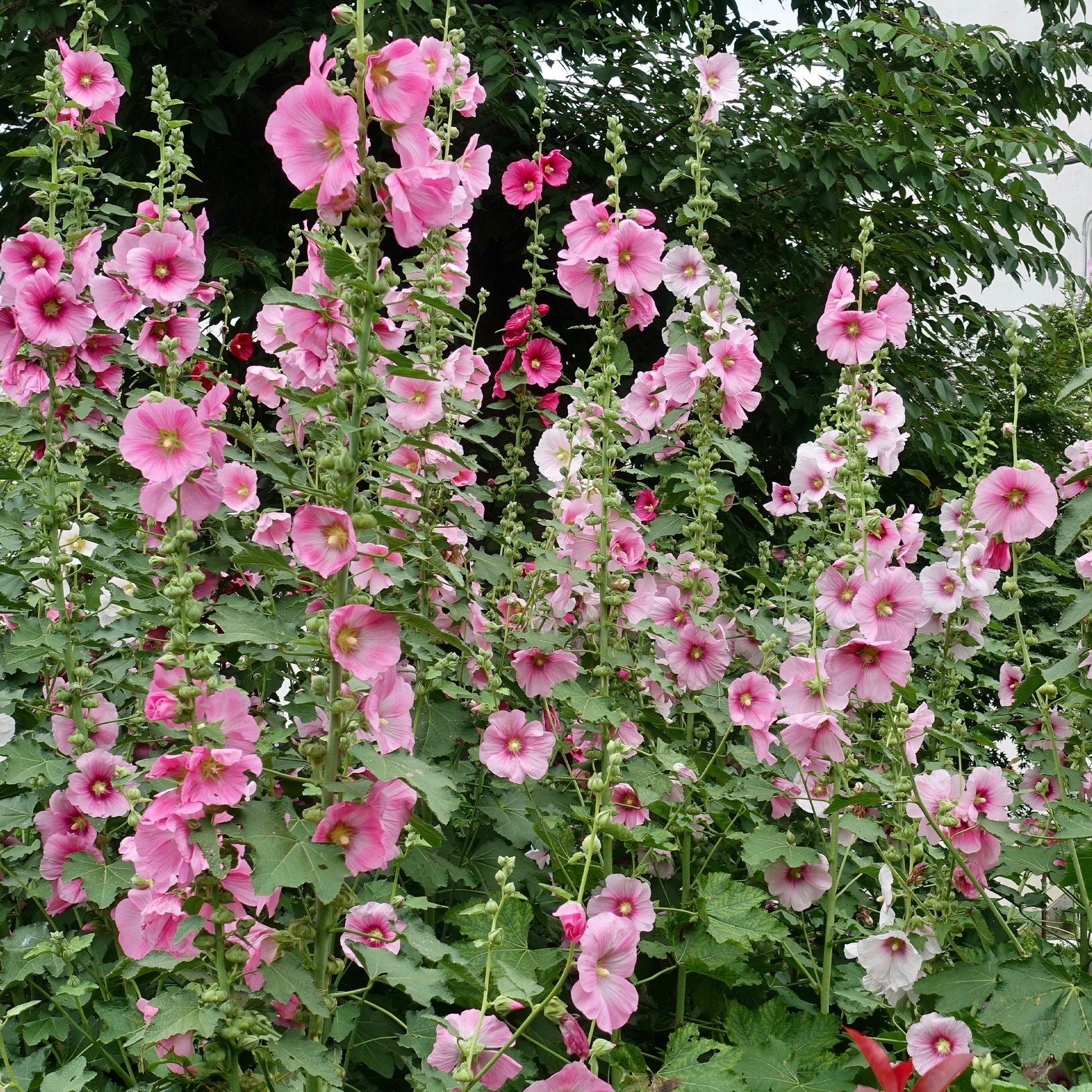 Alcea - Rose trémière - Rose trémière - Alcea rosea