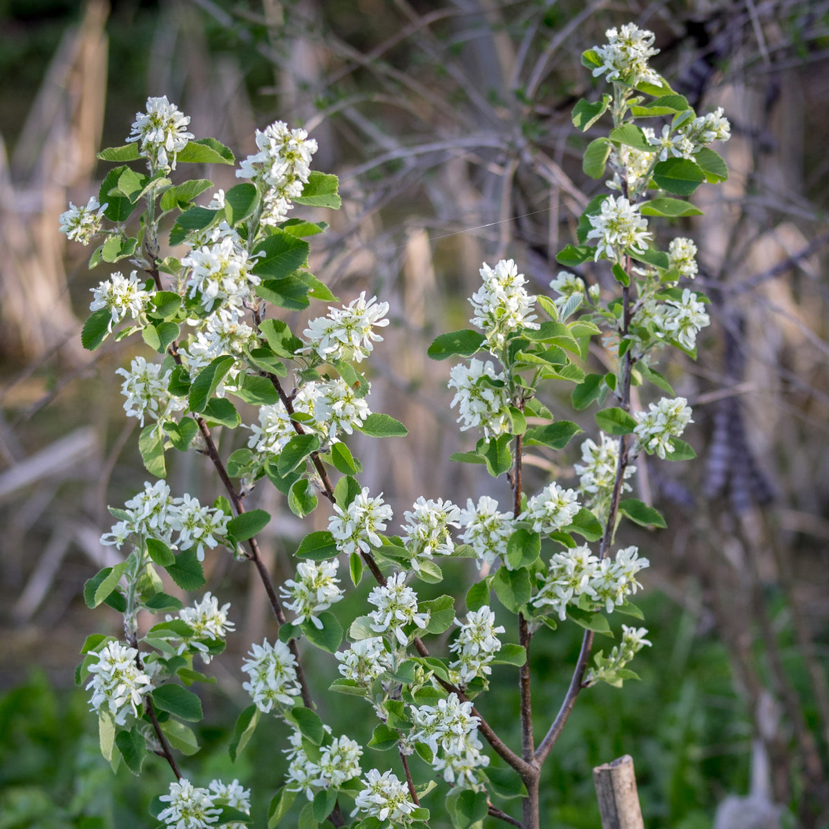 Arbustes fleuris - Amélanchier du Canada - Amelanchier canadensis