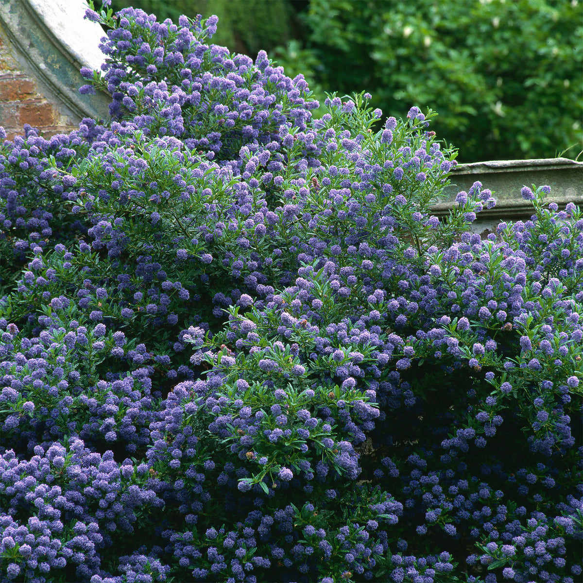 Céanothe Automnal Blue - Lilas de Californie - Bakker