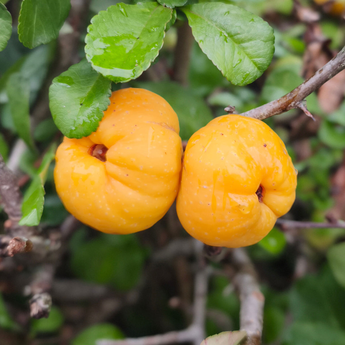 Cognassier du Japon Sargentii - Chaenomeles japonica Sargentii - Bakker