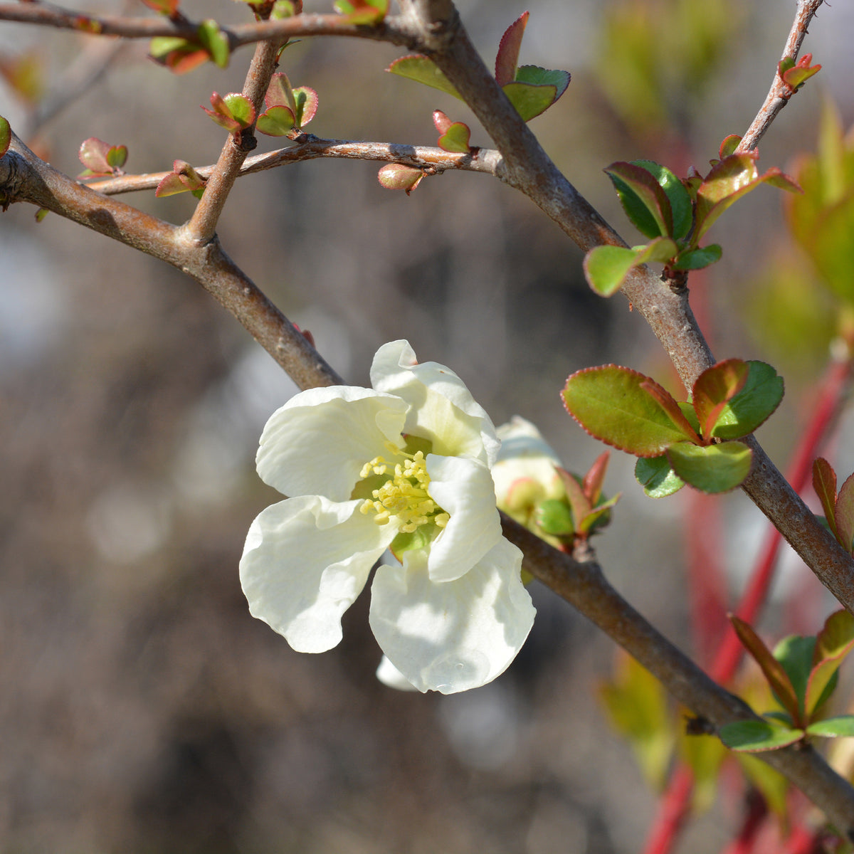 Chaenomeles superba Jet Trail - Cognassier du Japon Jet Trail Blanc - Chaenomeles - Cognassier du Japon