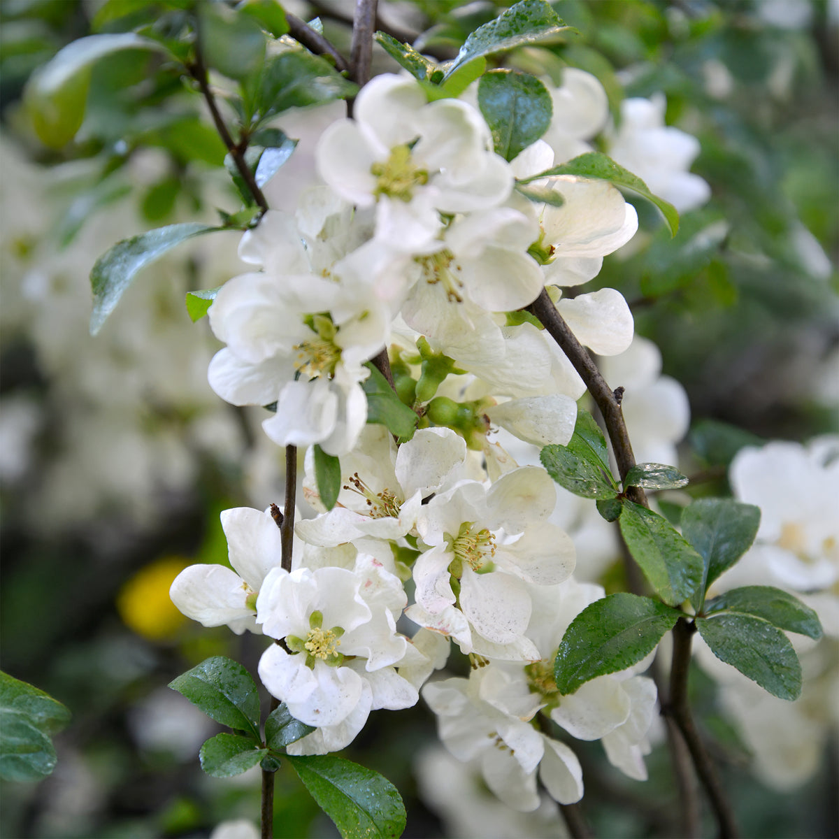 Chaenomeles speciosa Nivalis - Cognassier du Japon Nivalis - Chaenomeles - Cognassier du Japon