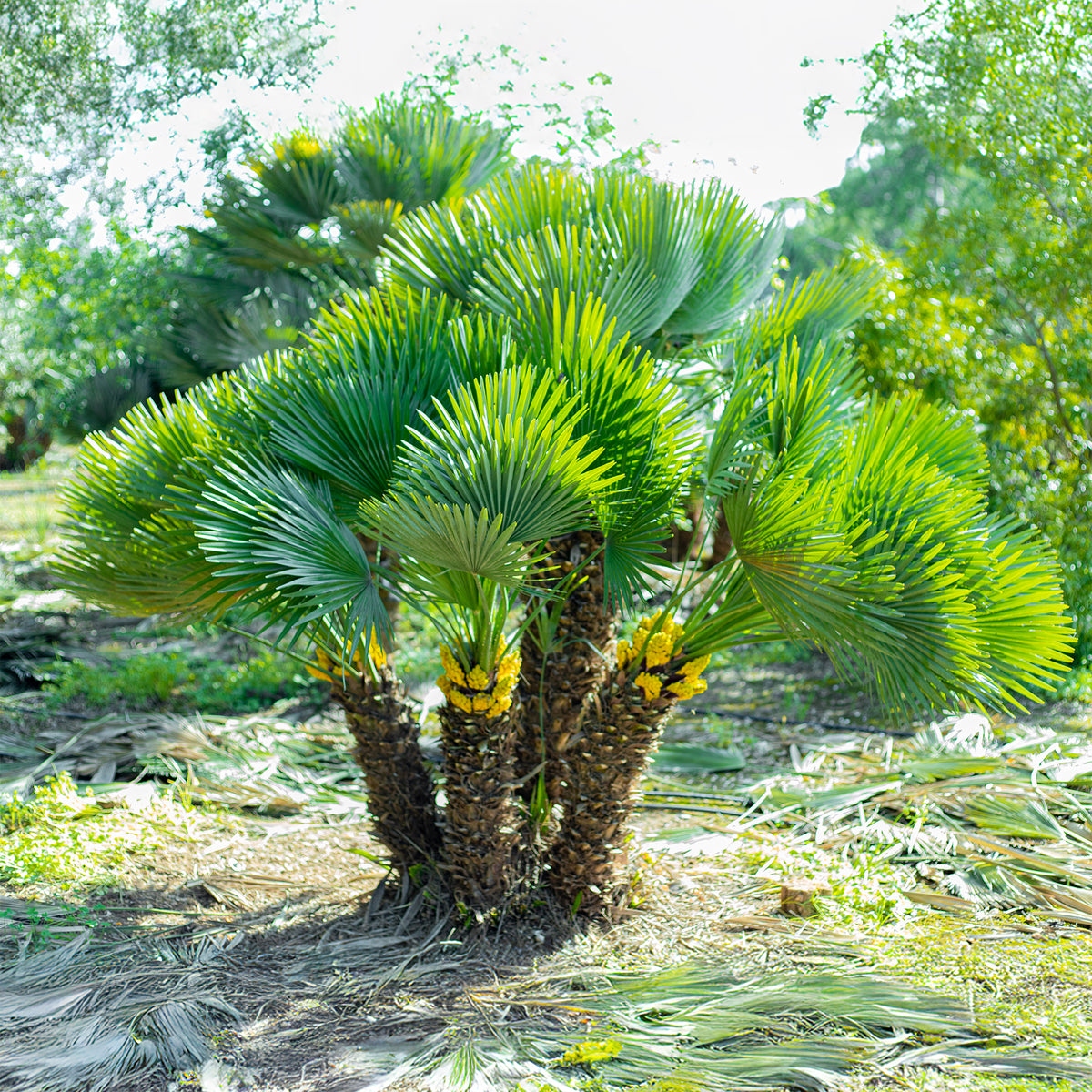 Chamaerops humilis Vulcano - Palmier nain Vulcano - Palmiers