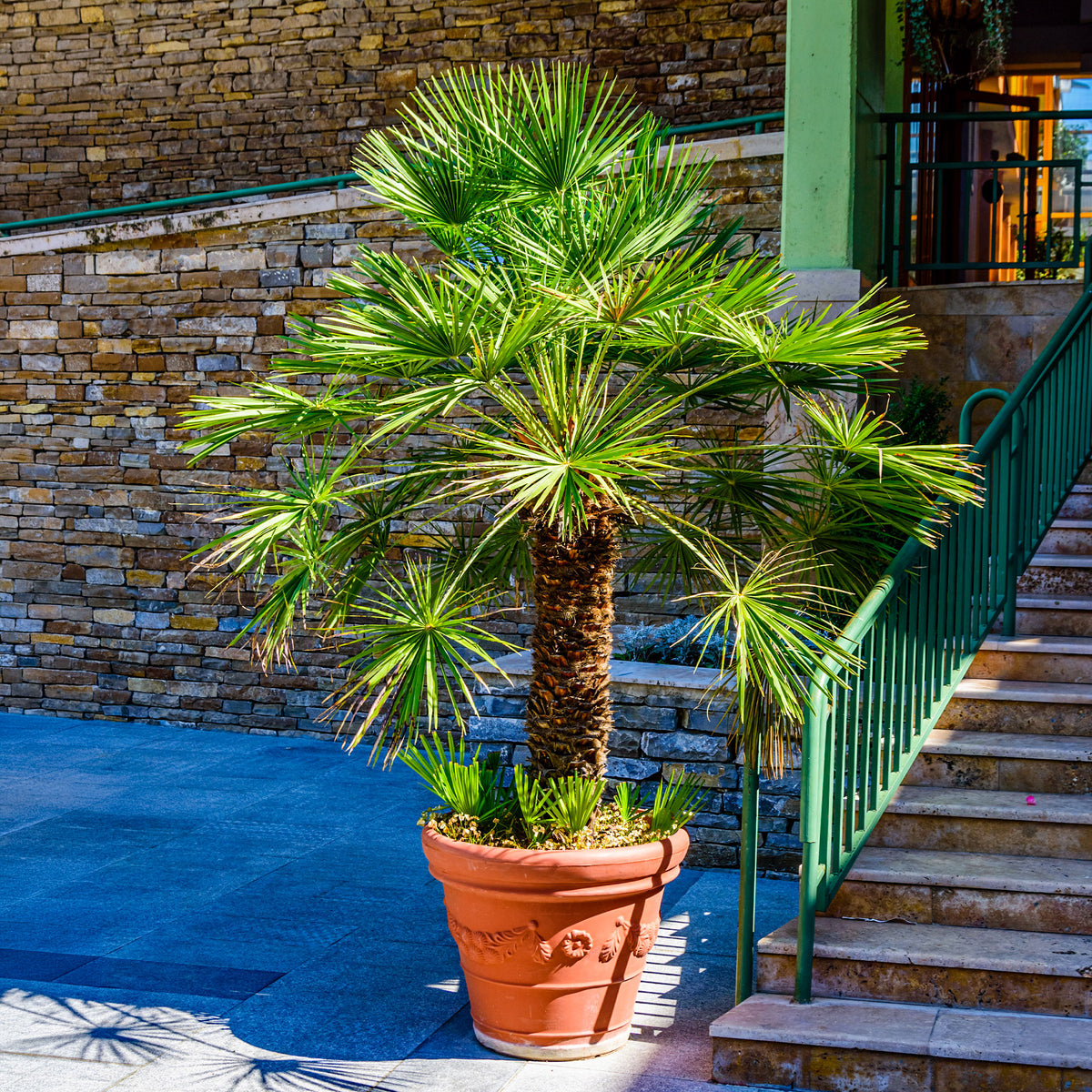 Vente Palmier nain Vulcano - Chamaerops humilis Vulcano