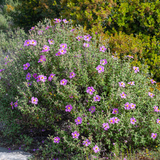 Ciste de Crète - Bakker