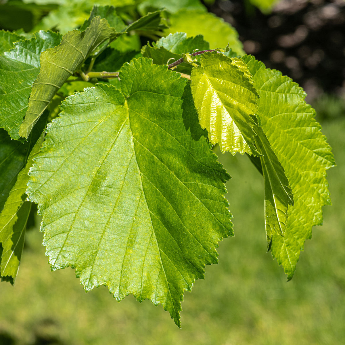 Noisetier - Noisetier de Byzance - Corylus colurna