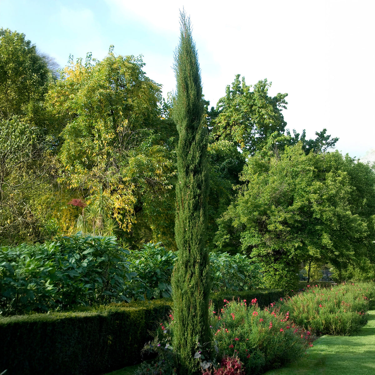 Cupressus sempervirens Stricta - Cyprès d'Italie Stricta - Conifères