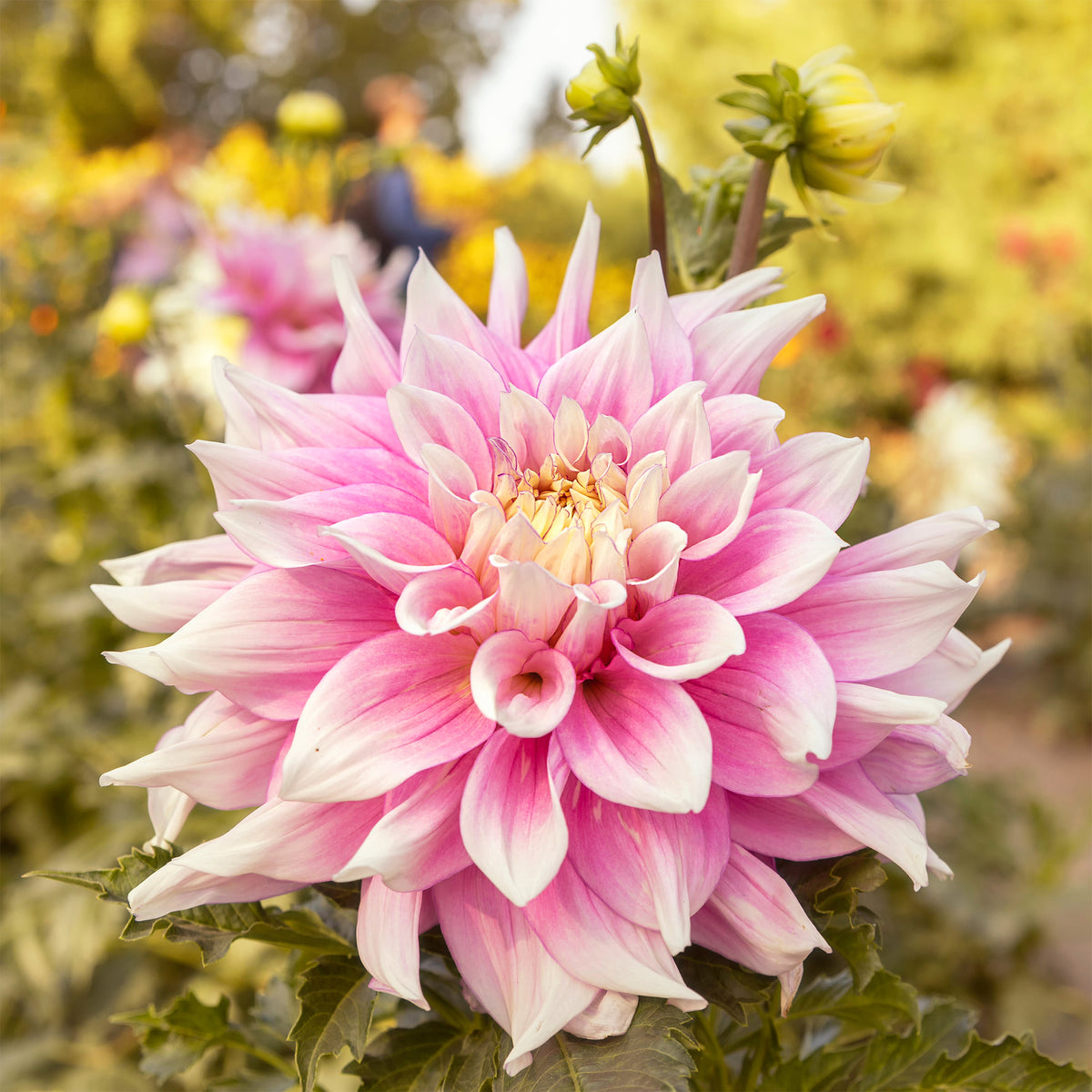 Dahlia à grandes fleurs Break Out - Dahlia Break Out - Bakker