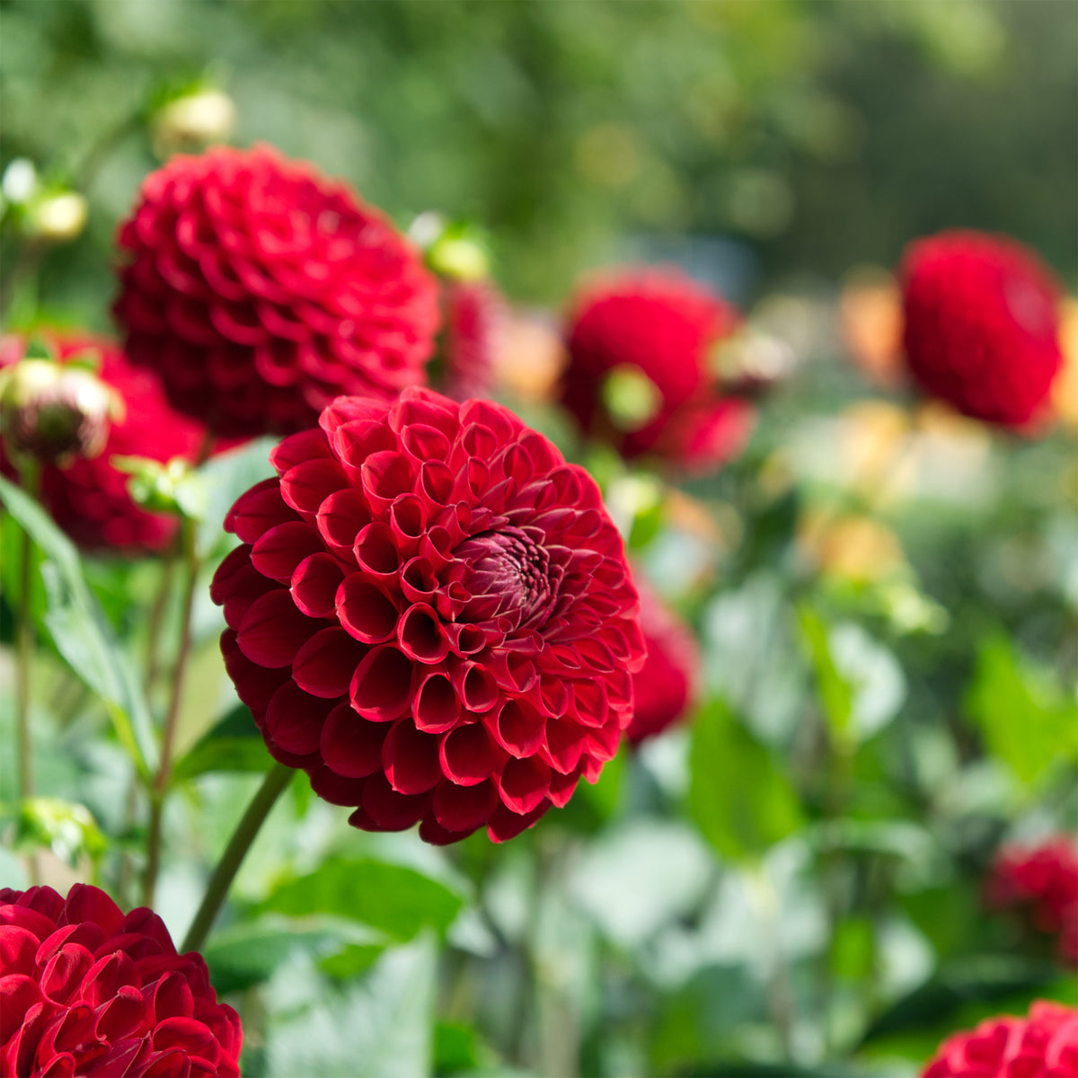 Dahlia Cornel - Dahlia Ball Cornel - Bulbes de Dahlia