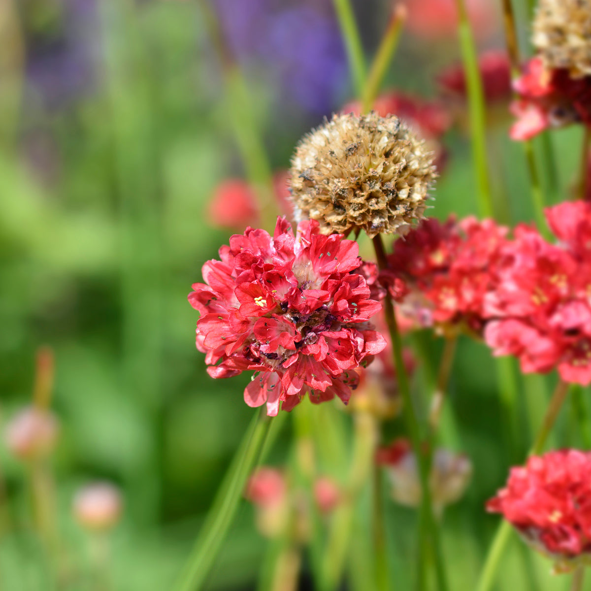 Gazon d'Espagne Ballerina rouge - Armeria pseudarmeria Ballerina Red - Bakker