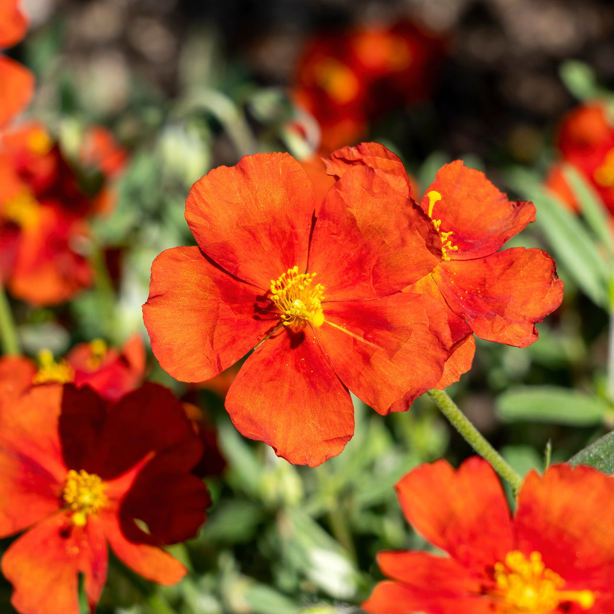Hélianthème Tomato Red - Helianthemum Tomato Red - Bakker