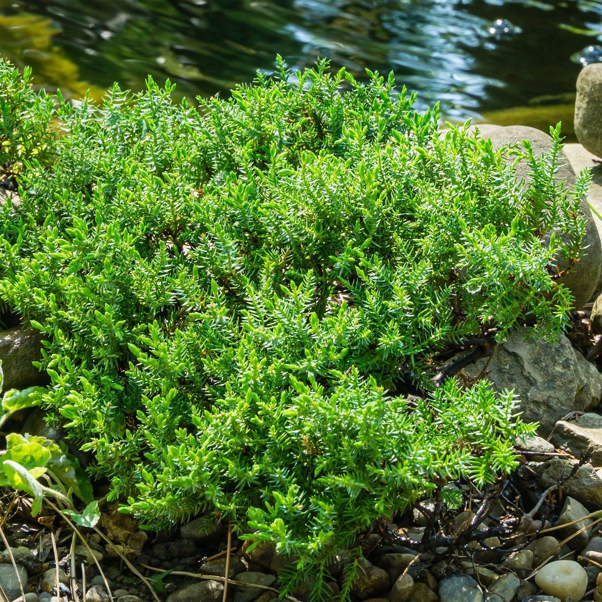 Juniperus procumbens Nana - Genévrier rampant Nana - Plantes couvre-sol