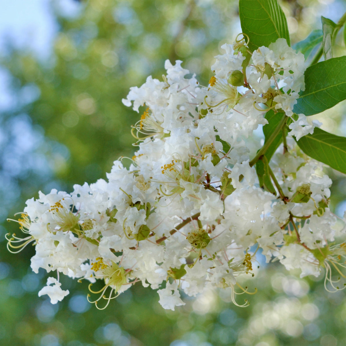 Lagerstroemia indica Natchez - Lilas des indes Natchez - Lilas des indes