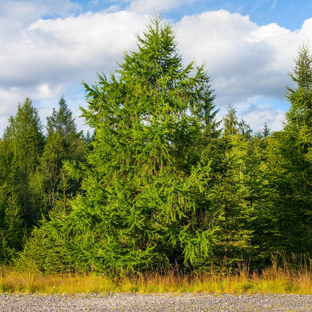 Larix decidua - Mélèze d'Europe - Mélèze