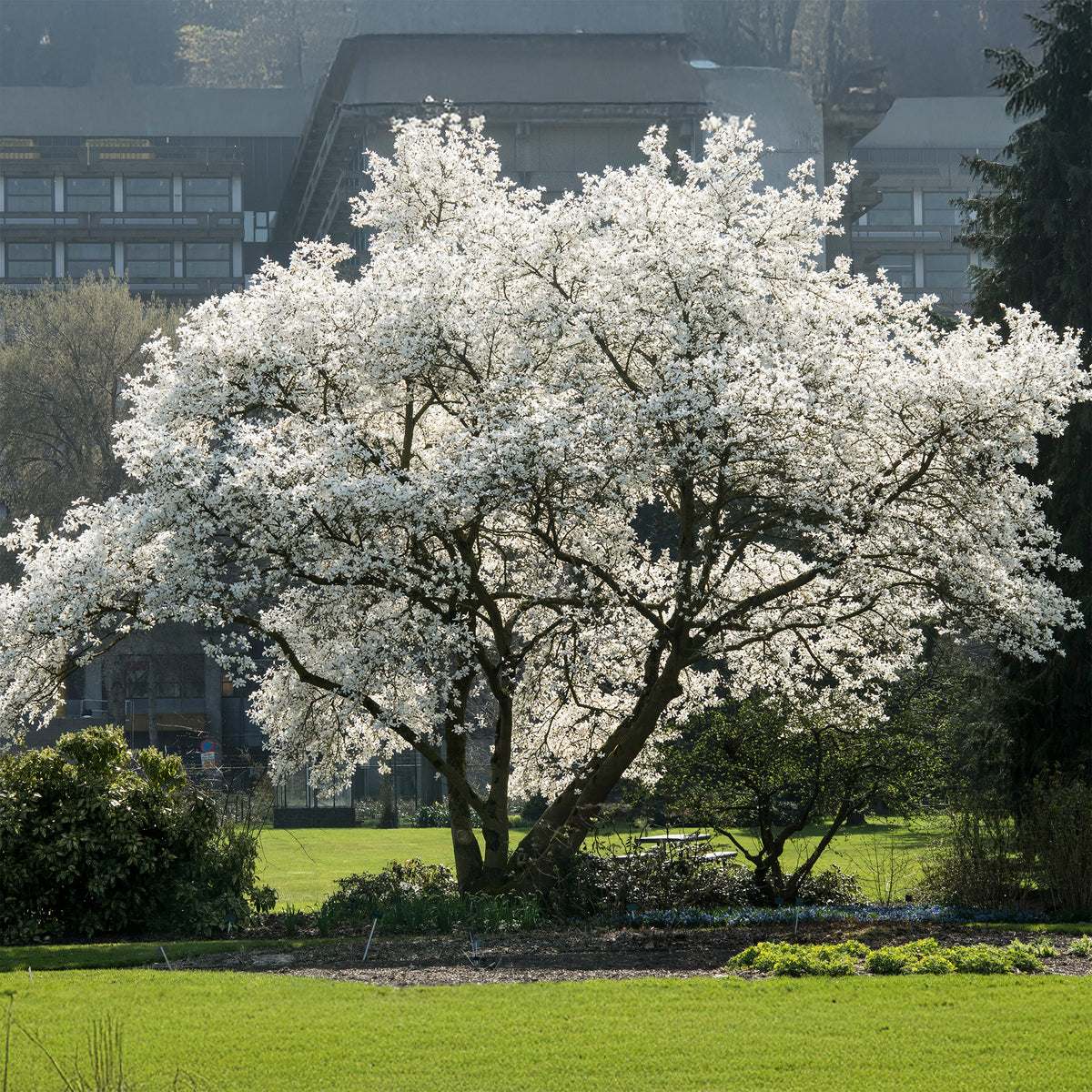 Magnolia de Kobé - Bakker