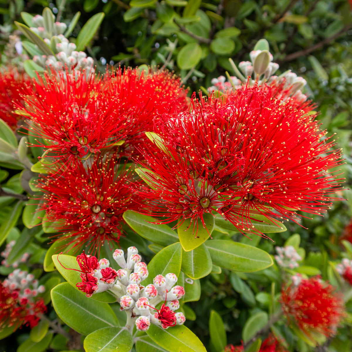 Pohutukawa - Metrosideros excelsa - Metrosideros excelsa - Bakker