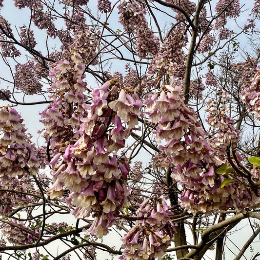 Arbre impérial - Paulownia de Fortune - Bakker