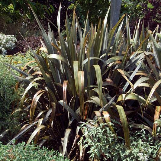 Phormium Bronze Baby - Lin de Nouvelle-Zélande - Bakker