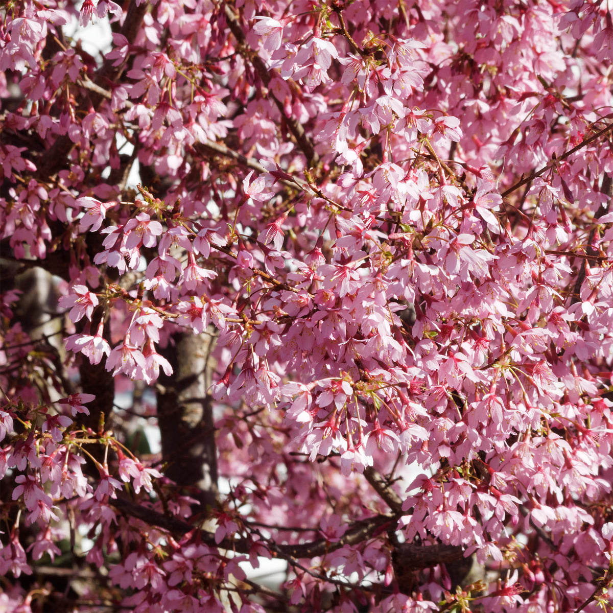 Prunus incisa Paean - Cerisier à fleur du Japon nain Paean - Cerisiers du Japon