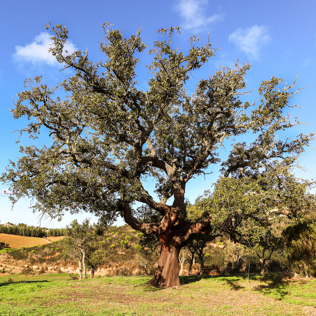 Quercus suber - Chêne-liège - Chêne
